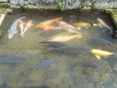 japan 島根県鹿足郡津和野町後田ロ66-7 カトリック教会を見学しました。