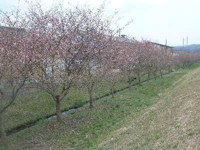 japan 島根県雲南市大東町春殖地区 大東町春殖地区の赤川左岸の川津桜を見に行きました。
