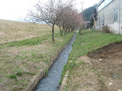 japan 島根県雲南市大東町春殖地区 大東町春殖地区の赤川左岸の川津桜を見に行きました。