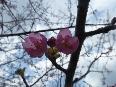 japan 島根県雲南市大東町春殖地区 大東町春殖地区の赤川左岸の川津桜を見に行きました。