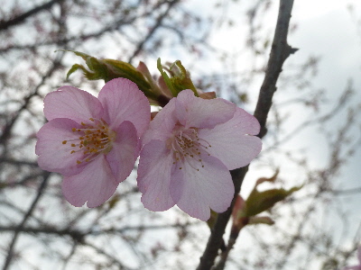 japan 島根県雲南市大東町春殖地区 大東町春殖地区の赤川左岸の川津桜を見に行きました。