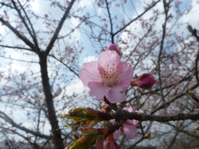 japan 島根県雲南市大東町春殖地区 大東町春殖地区の赤川左岸の川津桜を見に行きました。