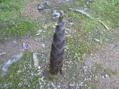 japan 島根県松江市美保関町美保関608 ゴールデンウィークは美保神社に観光です。