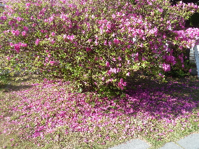 japan 島根県松江市美保関町地蔵崎 美保関灯台に鳥居があるんですね。