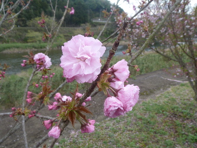 japan 島根県鹿足郡津和野池村1997-4 シルクウェイにちはらで買い物をしました。