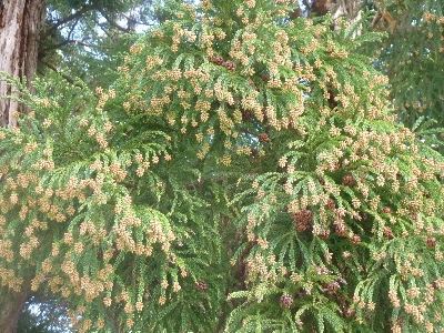 出雲大社の杉花粉