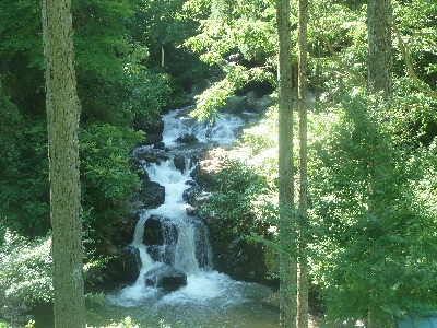 鳶巣土手の桜並木