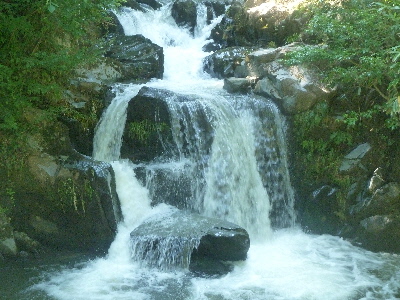 鳶巣土手の桜並木