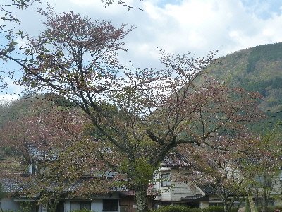 japan 島根県鹿足郡津和野町鷲原イ632-2 鷲原八幡宮で流鏑馬を見ました。