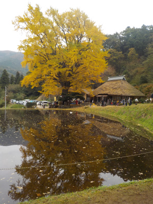 japan 島根県仁多郡奥出雲町大馬木1060 金言寺のイチョウ