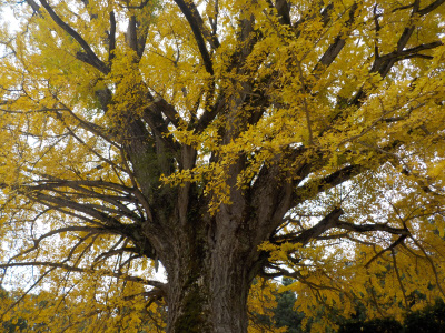 japan 島根県仁多郡奥出雲町大馬木1060 金言寺の銀杏