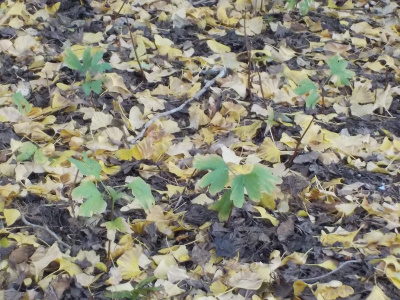 japan 島根県仁多郡奥出雲町大馬木1060 金言寺の薪ストーブ