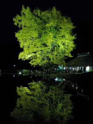 japan 島根県仁多郡奥出雲町大馬木1060 闇夜のライトアップ　金言寺