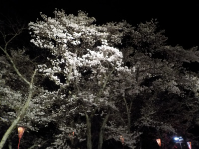 japan 島根県雲南市木次町 木次町の桜まつりの花火（2019）