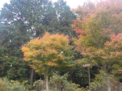 おろちループの紅葉