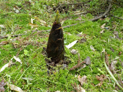 japan 島根県大田市大森町 銀山地区 ウオーキングで龍源寺間歩。