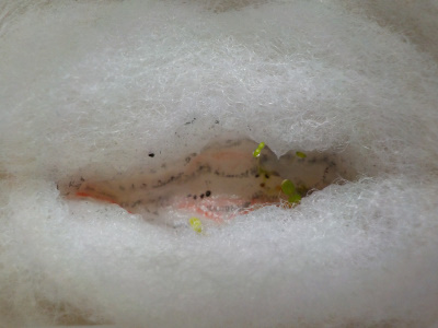 おみくじの花の種