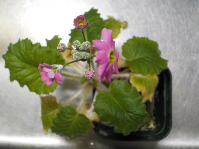 おみくじに付いていた種が「育って咲いた。