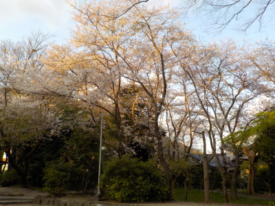 伊努神社の桜