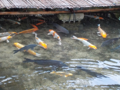 絲原記念館の鯉