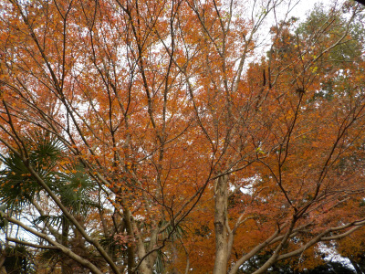出雲大社神楽殿裏の紅葉