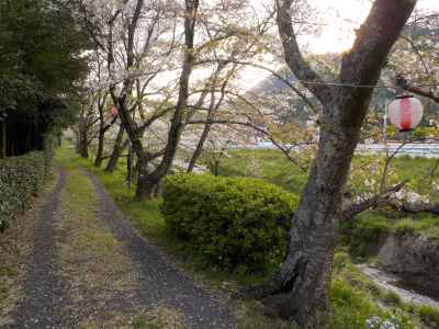 鳶巣土手の桜並木
