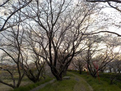 トワイライトの桜