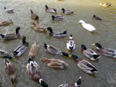 松江フォーゲルパーク