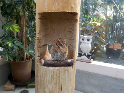 松江フォーゲルパーク