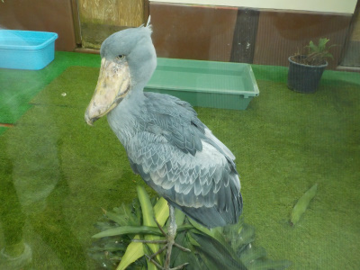 松江フォーゲルパーク