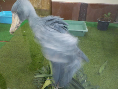 松江フォーゲルパーク