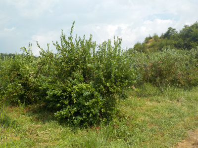 八川農園のブルーベリー