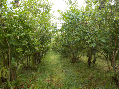 八川農園のブルーベリー