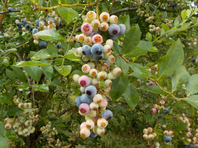 八川農園のブルーベリー