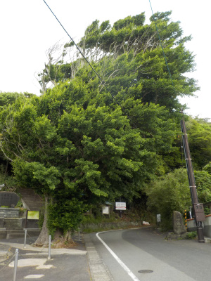 japan 島根県出雲市大社町杵築北 奉納山公園入口の乳房イチョウ