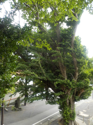 japan 島根県出雲市大社町杵築北 奉納山公園入口の乳房イチョウ