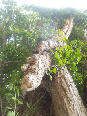 japan 島根県出雲市大社町杵築北 奉納山公園入口の乳房イチョウ