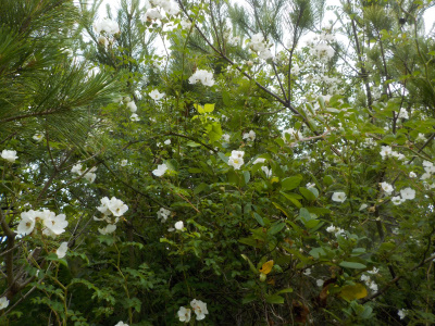 出雲市の奉納山公園に咲く野バラ