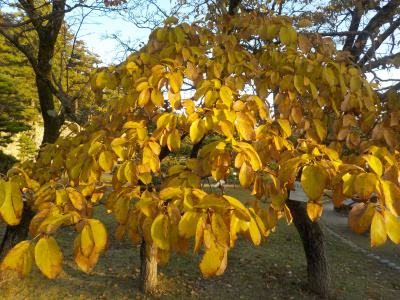 秋の国宝松江城。Autumn National Treasure Matsue Castle