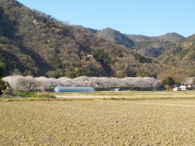 鳶巣土手の桜並木