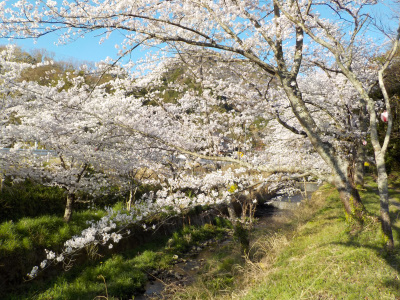 鳶巣土手の桜並木