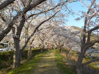 鳶巣土手の桜並木