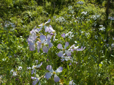 チェリーロードの桜は開花が少し早いみたい。野ダイコンもしくはハマダイコン