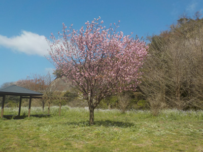 チェリーロードの桜は開花が少し早いみたい。八重桜