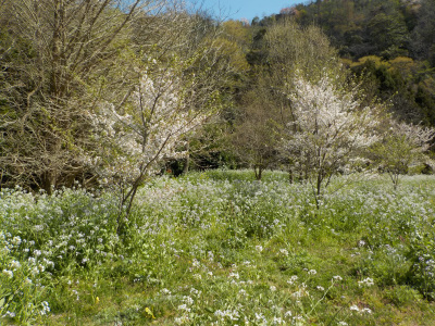 チェリーロードの桜は開花が少し早いみたい。白い桜
