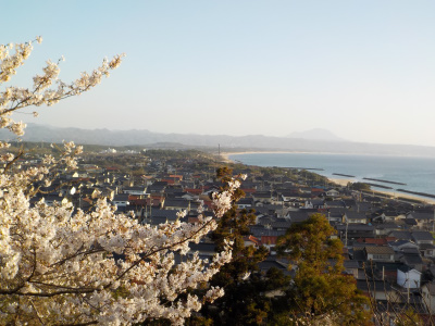 出雲市の奉納山公園の桜がキレイでした。