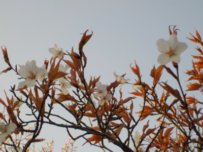 出雲市の奉納山公園の桜がキレイでした。