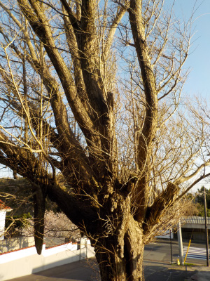 japan 島根県出雲市大社町杵築北 乳房いちょうにはまだ葉がありません。