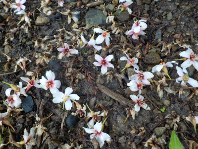 因佐神社の近くでダム工事をしていました。