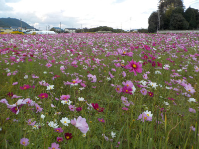 電車の神様粟津稲荷神社